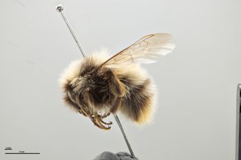 Media type: image;   Entomology 810730 Aspect: habitus lateral view